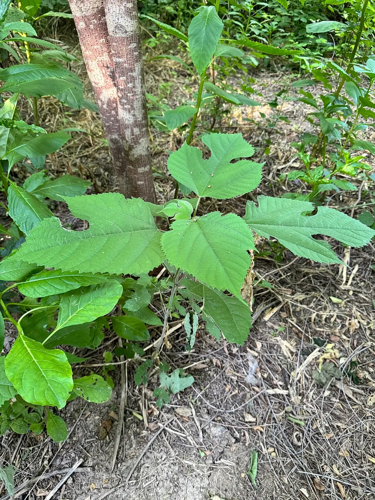 构树 (Broussonetia papyrifera) — 更多视角