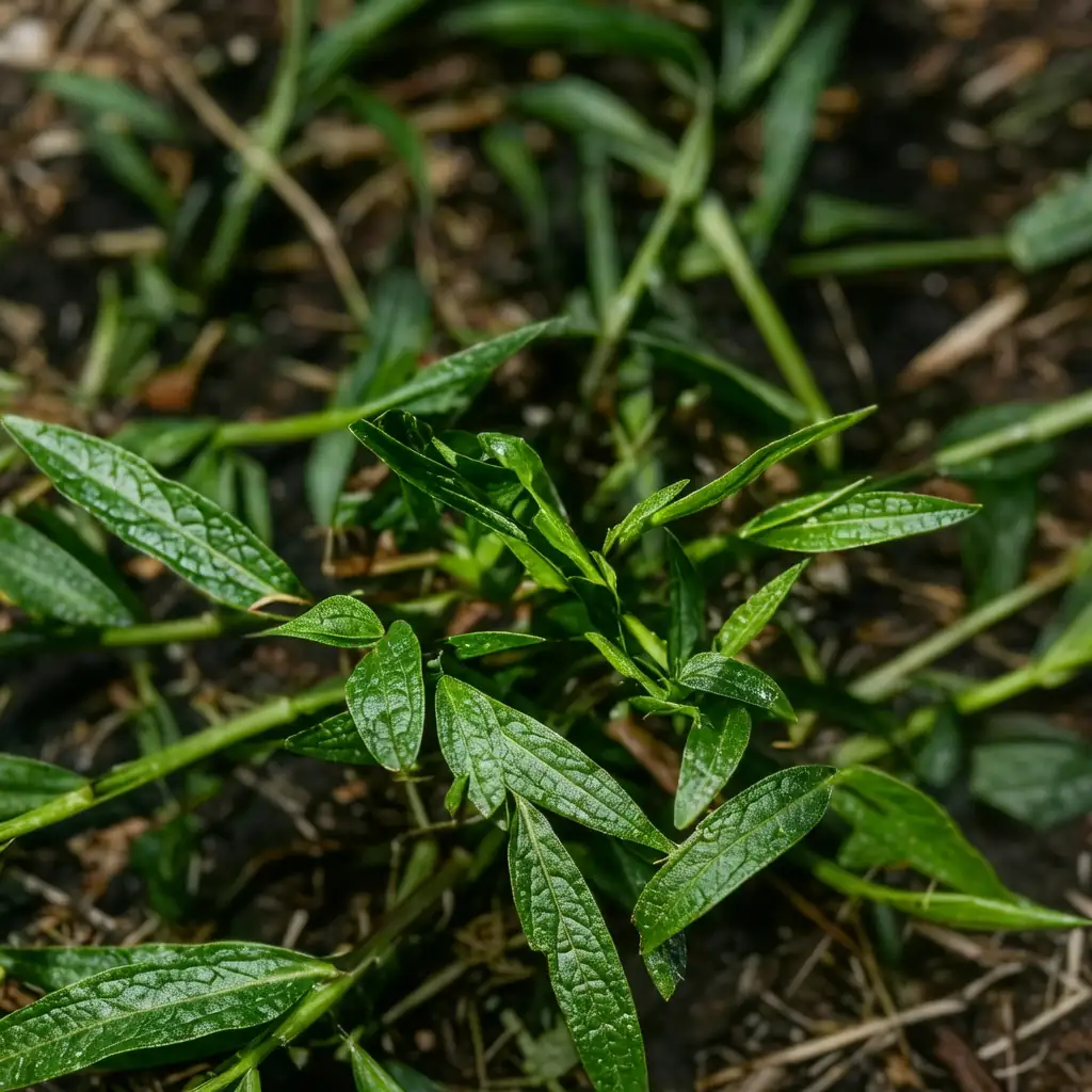 马唐 (Digitaria sanguinalis) — 特写