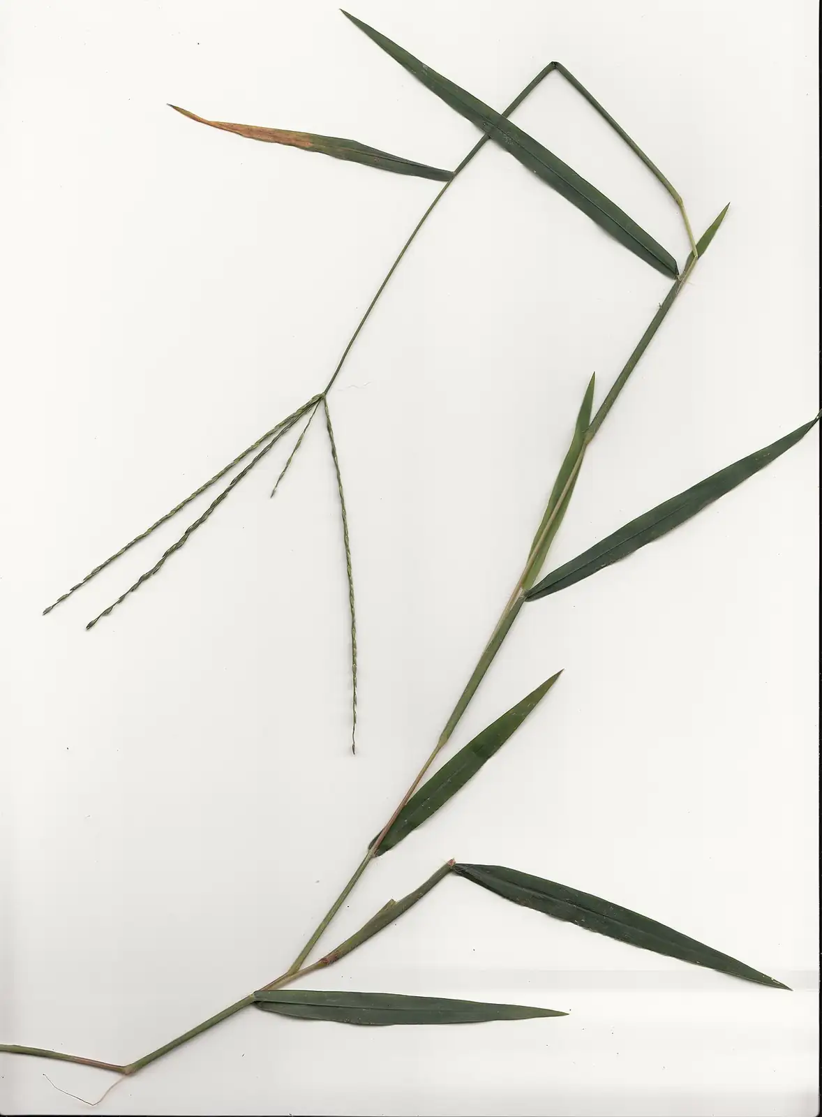 马唐 (Digitaria sanguinalis) — 环境展示