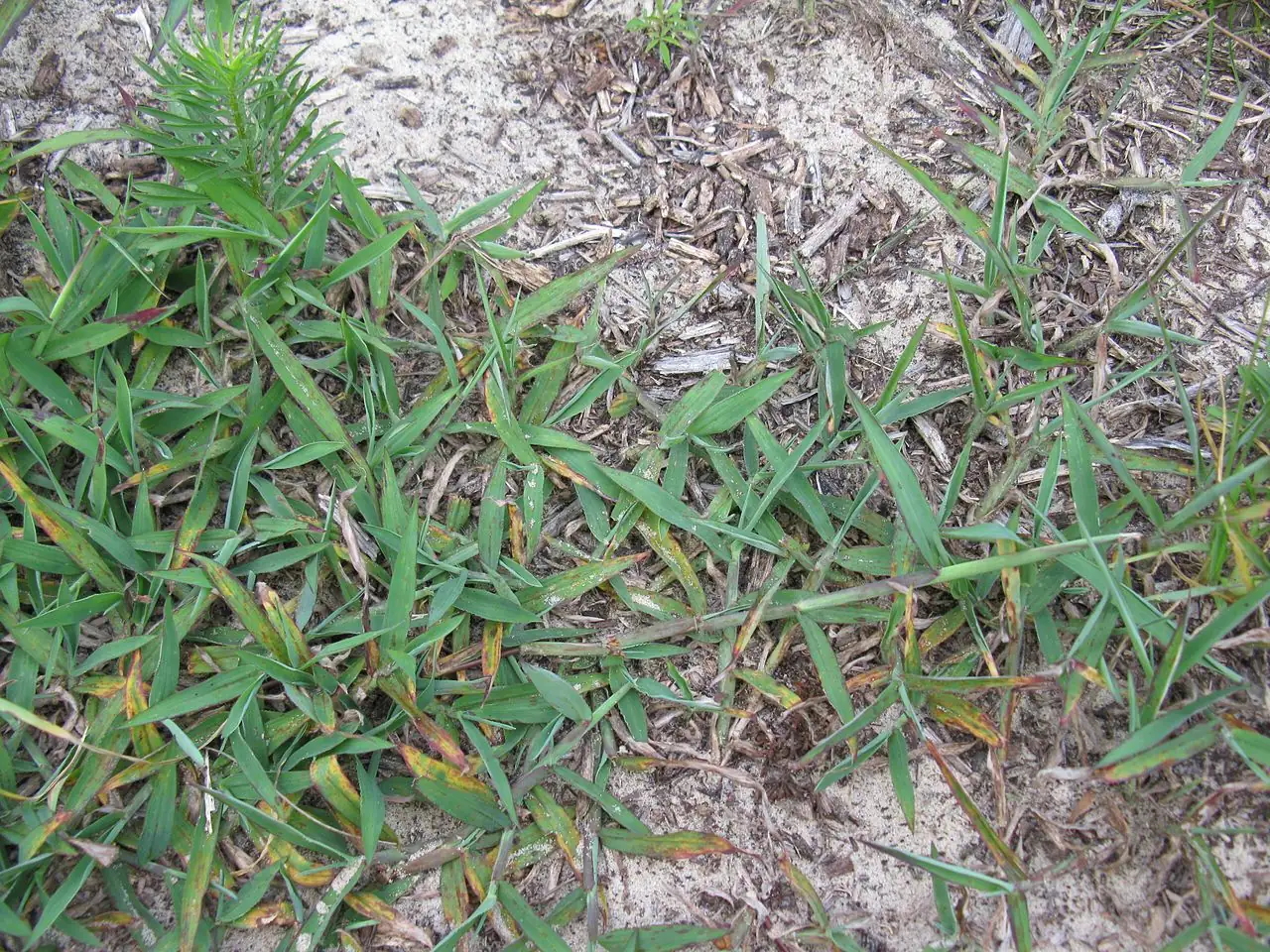 马唐 (Digitaria sanguinalis) — 更多视角