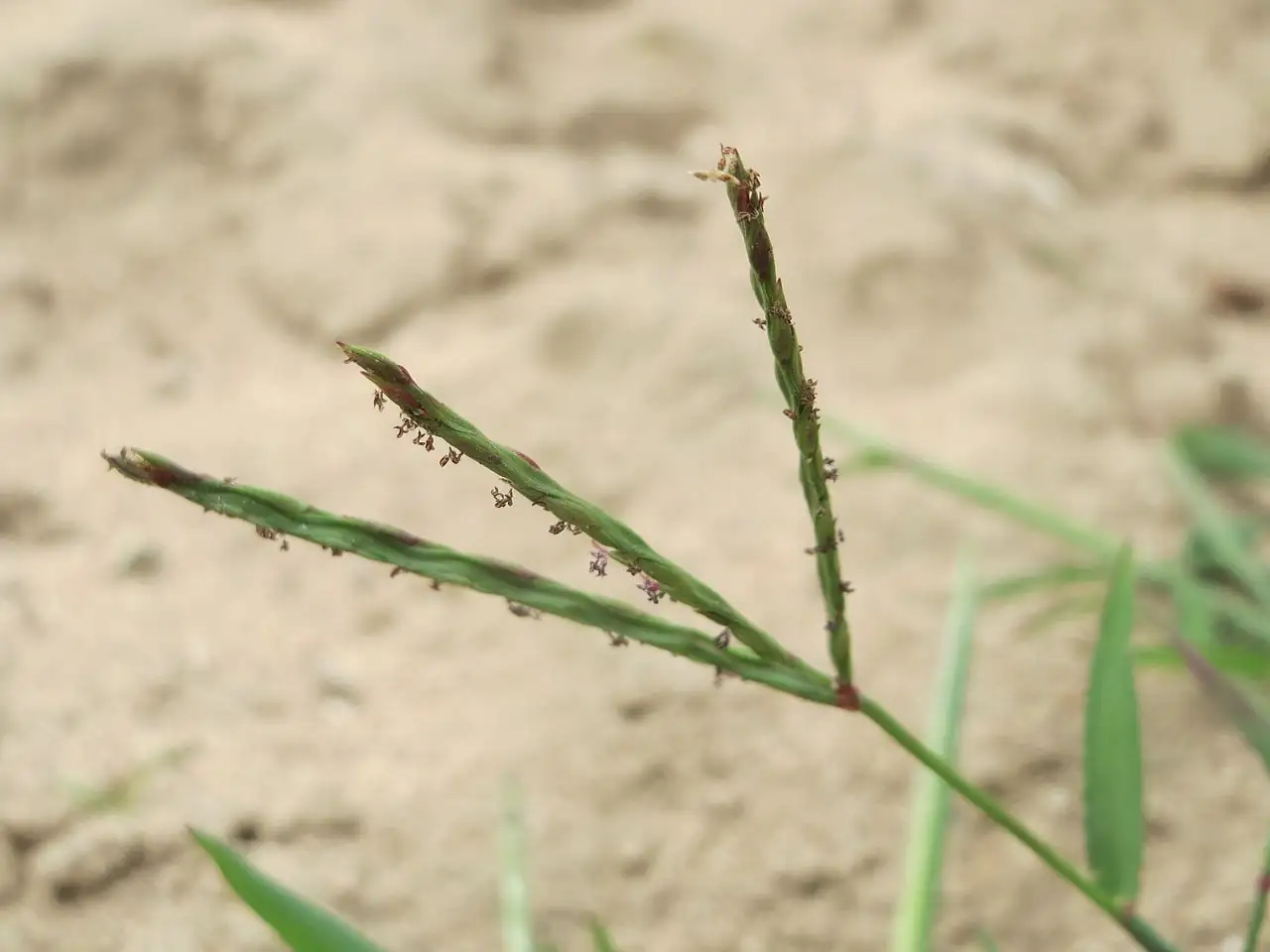 马唐 (Digitaria sanguinalis) — 更多视角