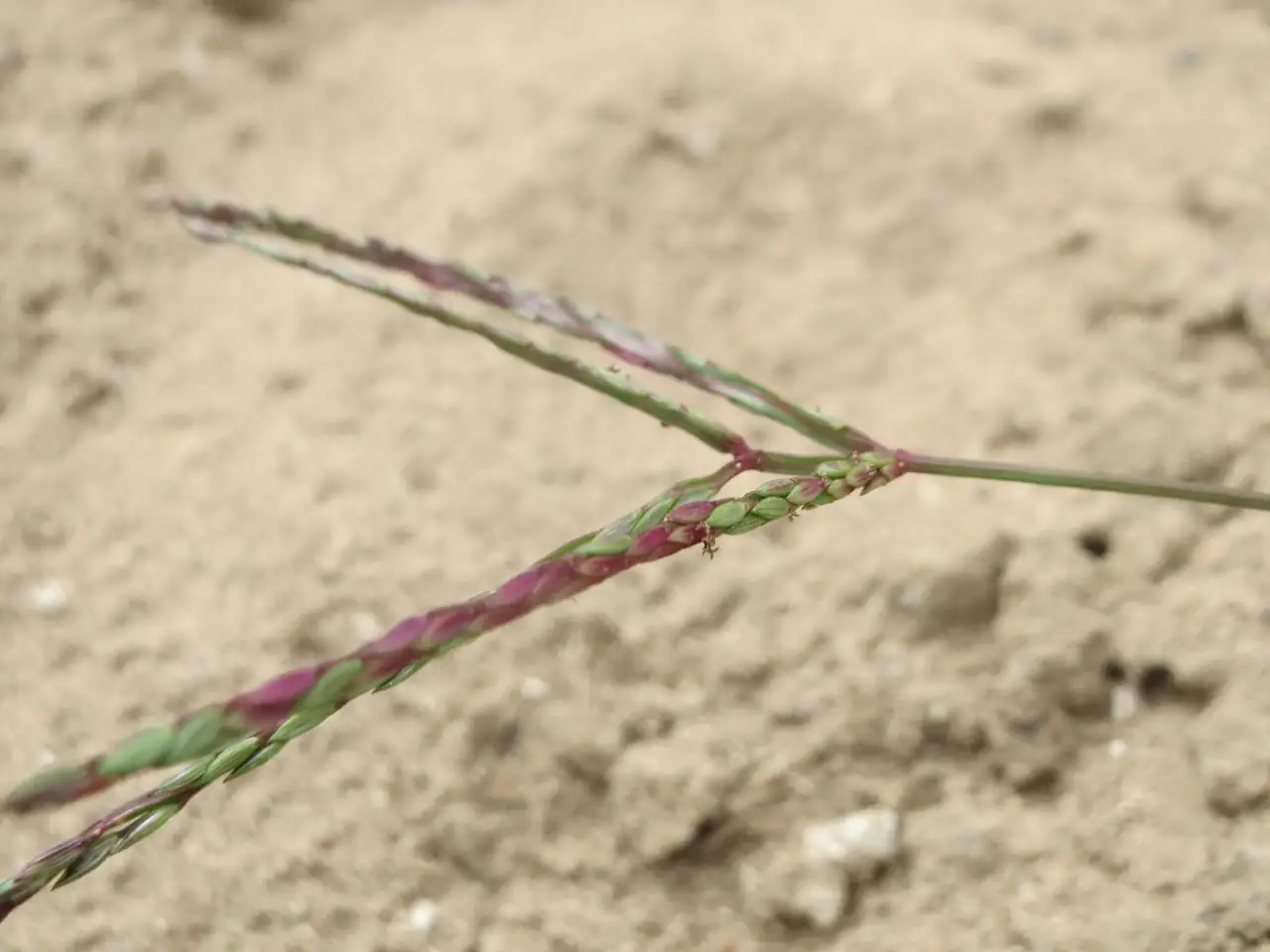 马唐 (Digitaria sanguinalis) — 更多视角