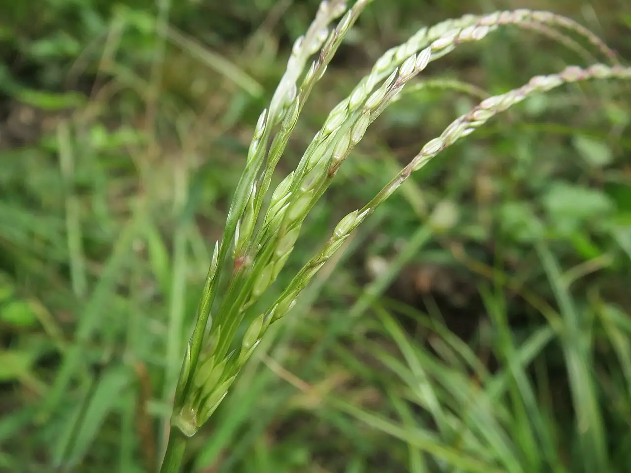 马唐 (Digitaria sanguinalis) — 细节