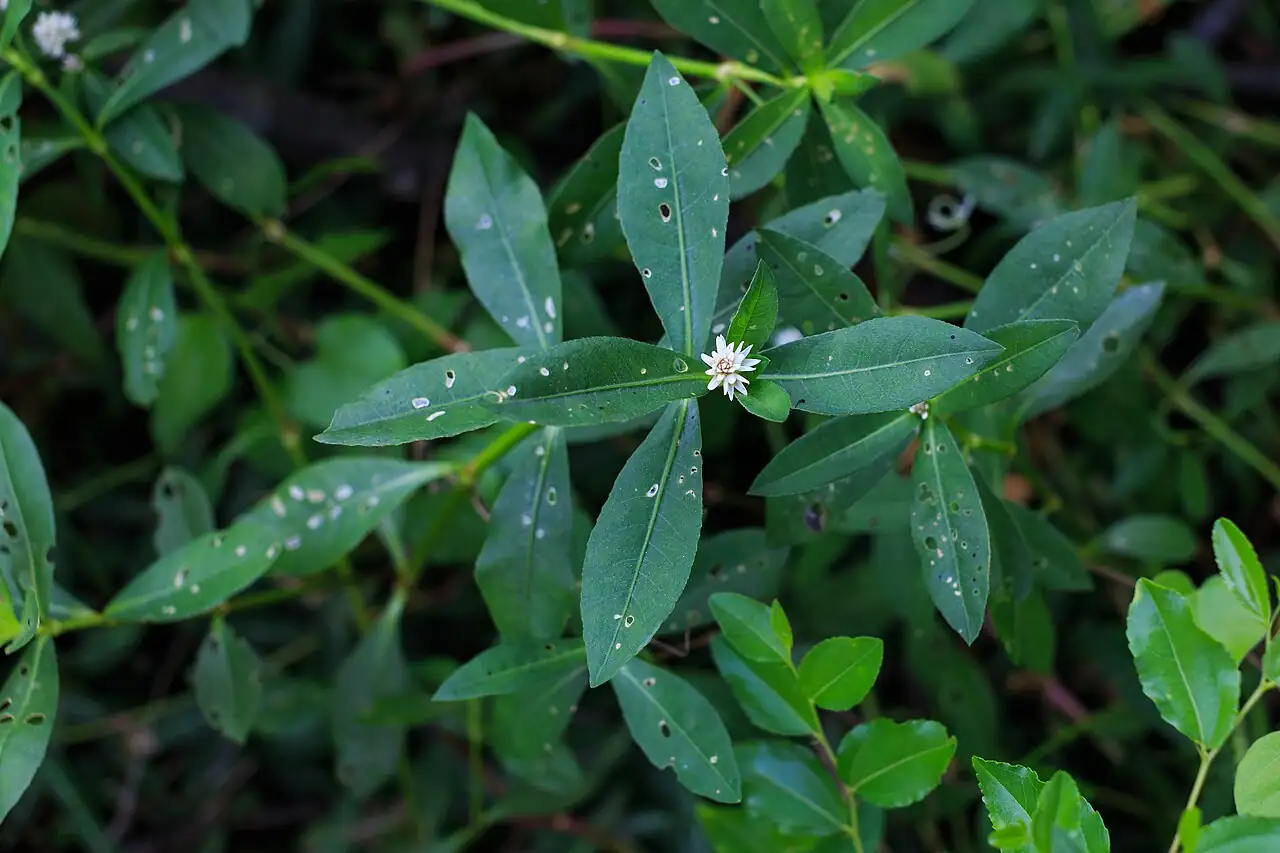 水花生 (Alternanthera philoxeroides) — 特写