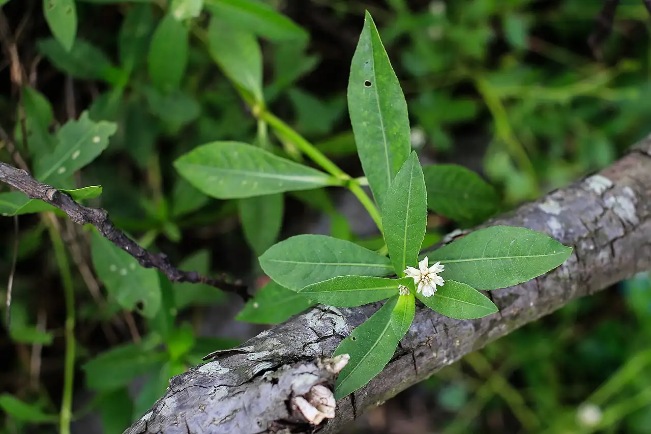 水花生 (Alternanthera philoxeroides) — 环境展示