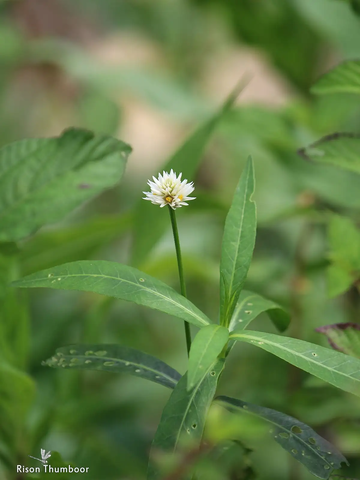 水花生 (Alternanthera philoxeroides) — 更多视角