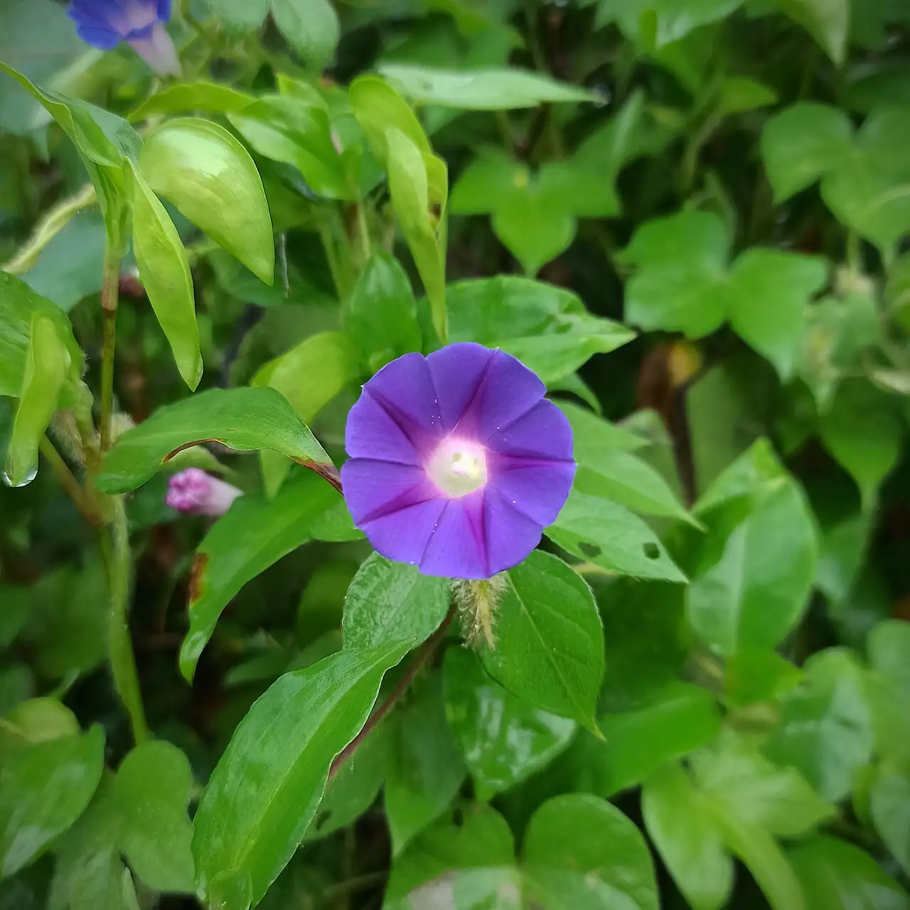 圆叶牵牛 (Ipomoea purpurea) — 更多视角