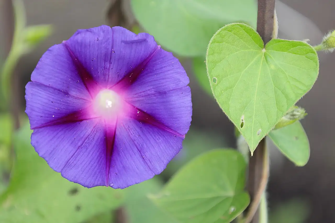 圆叶牵牛 (Ipomoea purpurea) — 更多视角