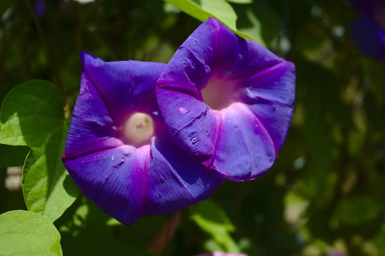 圆叶牵牛 (Ipomoea purpurea) — 特写