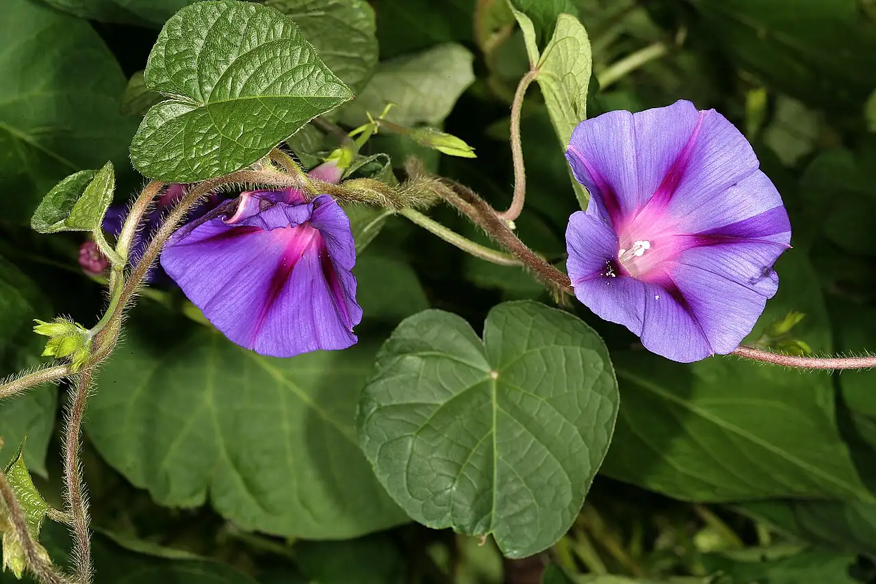 圆叶牵牛 (Ipomoea purpurea) — 环境展示