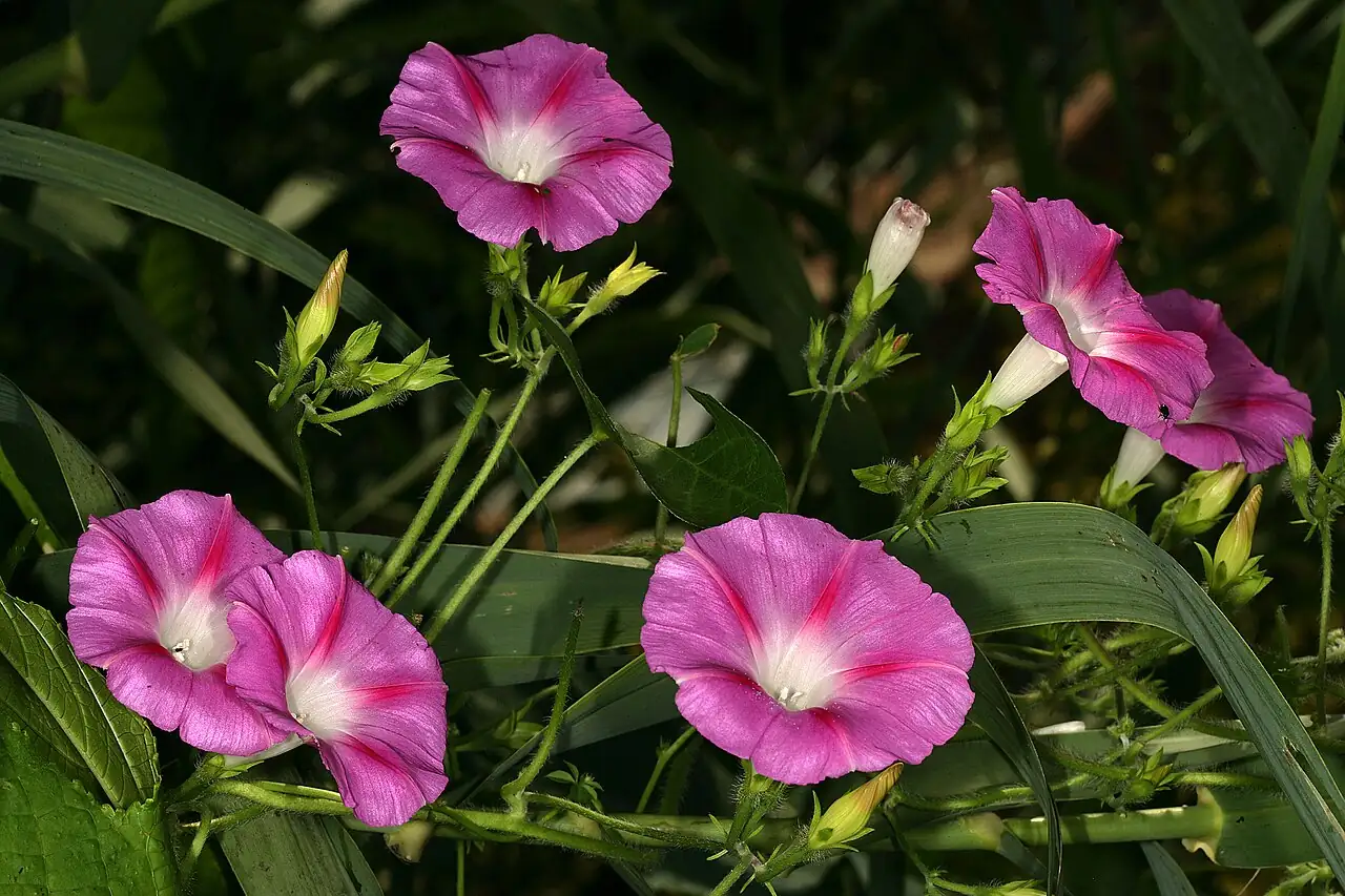 圆叶牵牛 (Ipomoea purpurea) — 更多视角