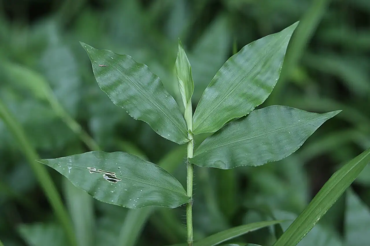 求米草 (Oplismenus undulatifolius) — 环境展示