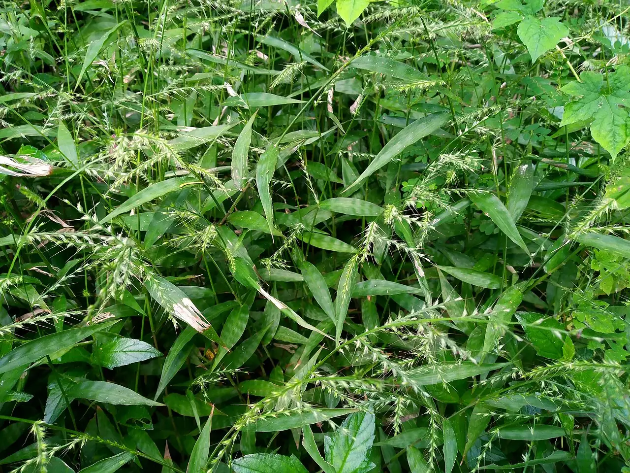 求米草 (Oplismenus undulatifolius) — 更多视角