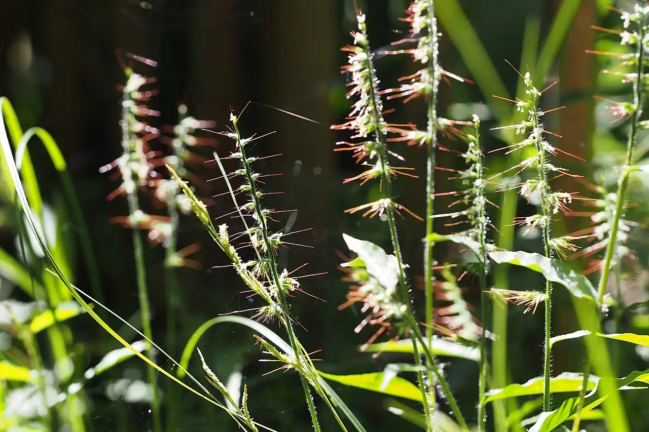 求米草 (Oplismenus undulatifolius) — 更多视角