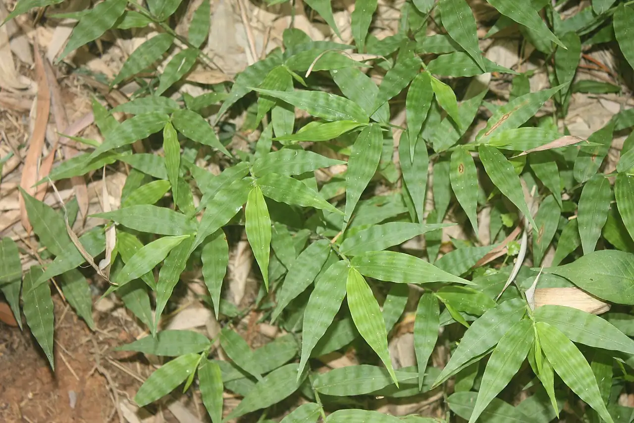 求米草 (Oplismenus undulatifolius) — 细节