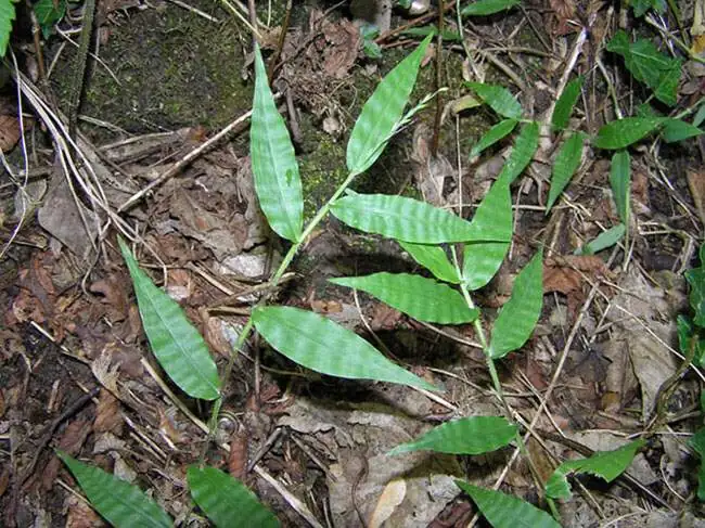 求米草 (Oplismenus undulatifolius) — 特写