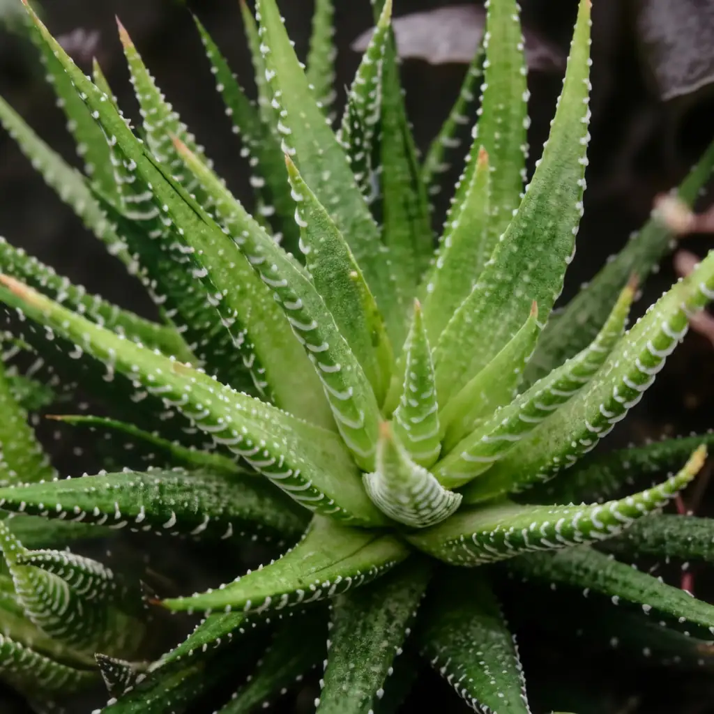 Zebra-Haworthia (Haworthiopsis attenuata) — Detail