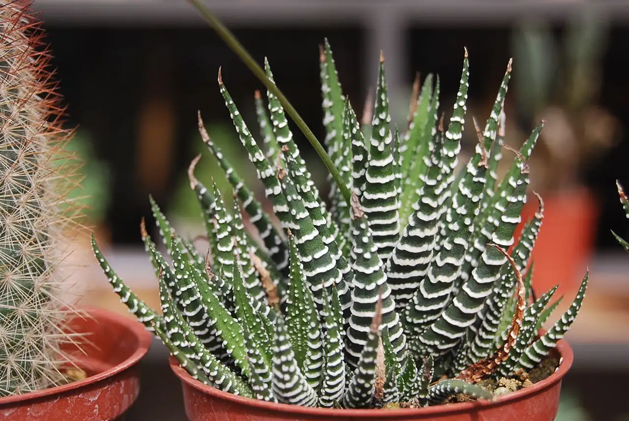 Zebra-Haworthia (Haworthiopsis attenuata) — weitere Ansicht