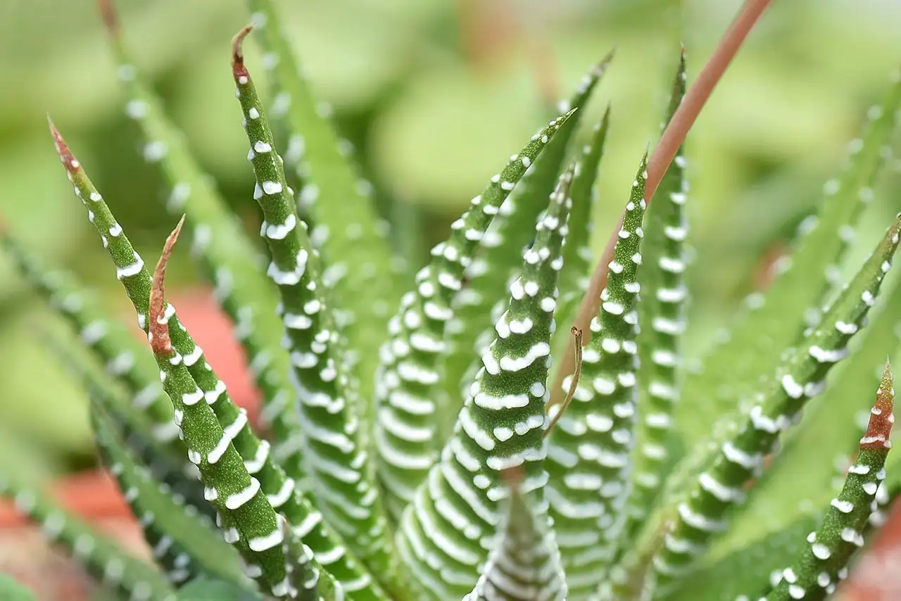 Zebra-Haworthia (Haworthiopsis attenuata) — im Raum