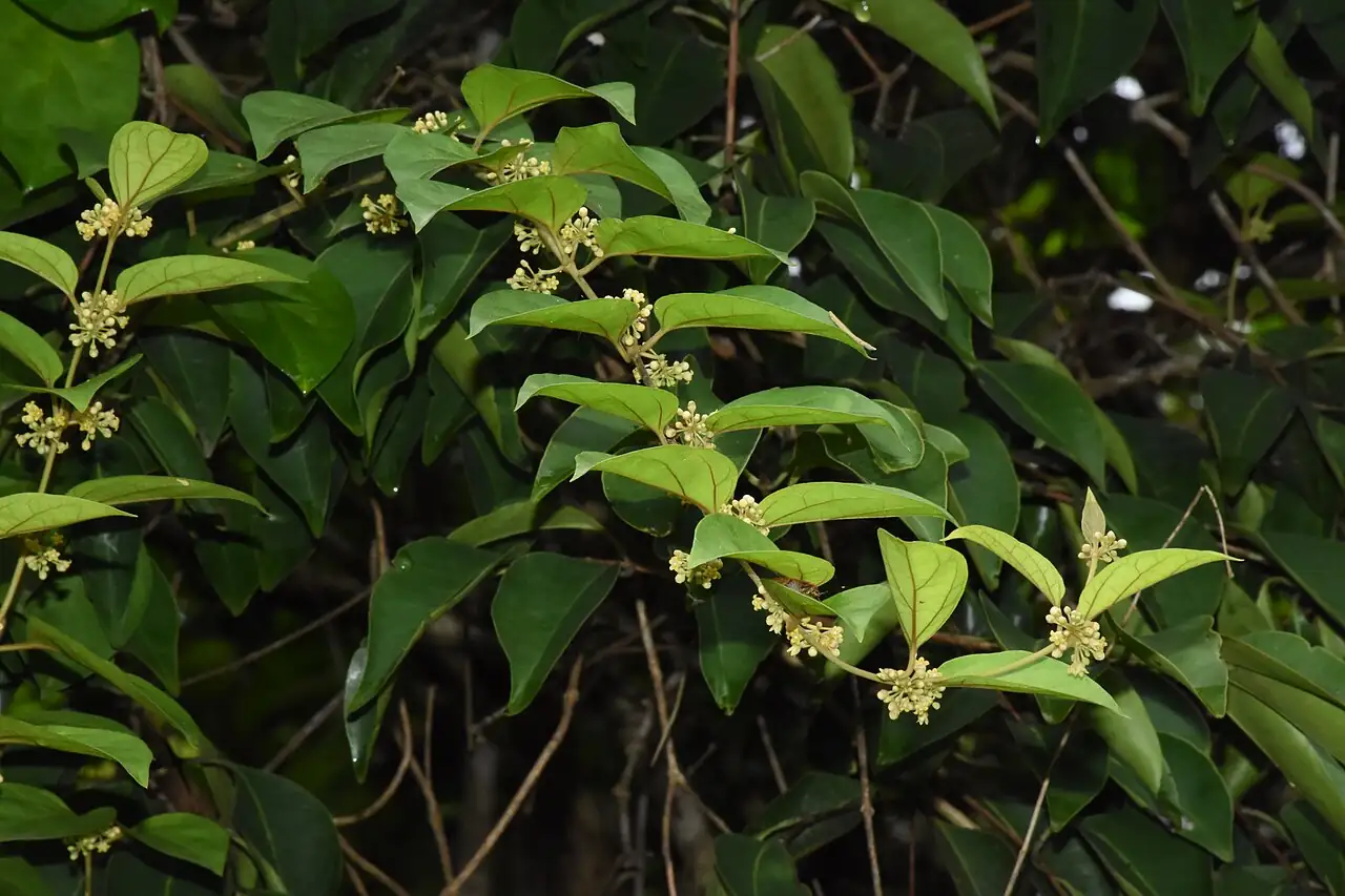 貫眾藤 (Gymnema sylvestre) — 特写