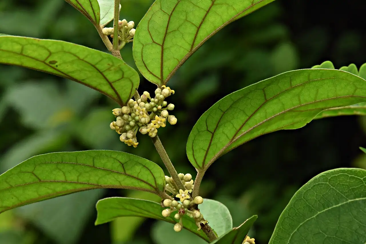 貫眾藤 (Gymnema sylvestre) — 环境展示