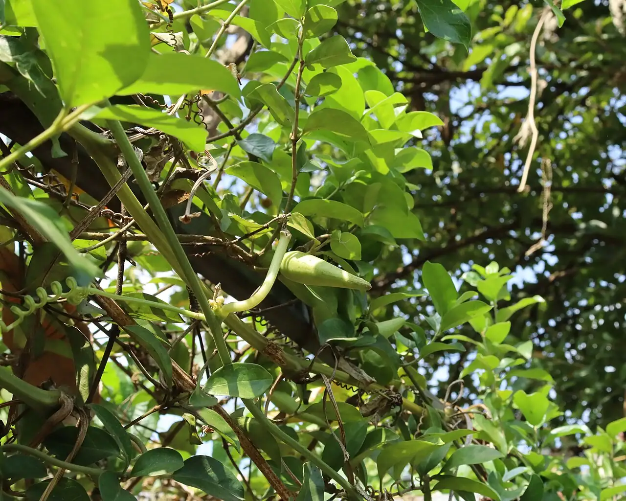 貫眾藤 (Gymnema sylvestre) — 更多视角