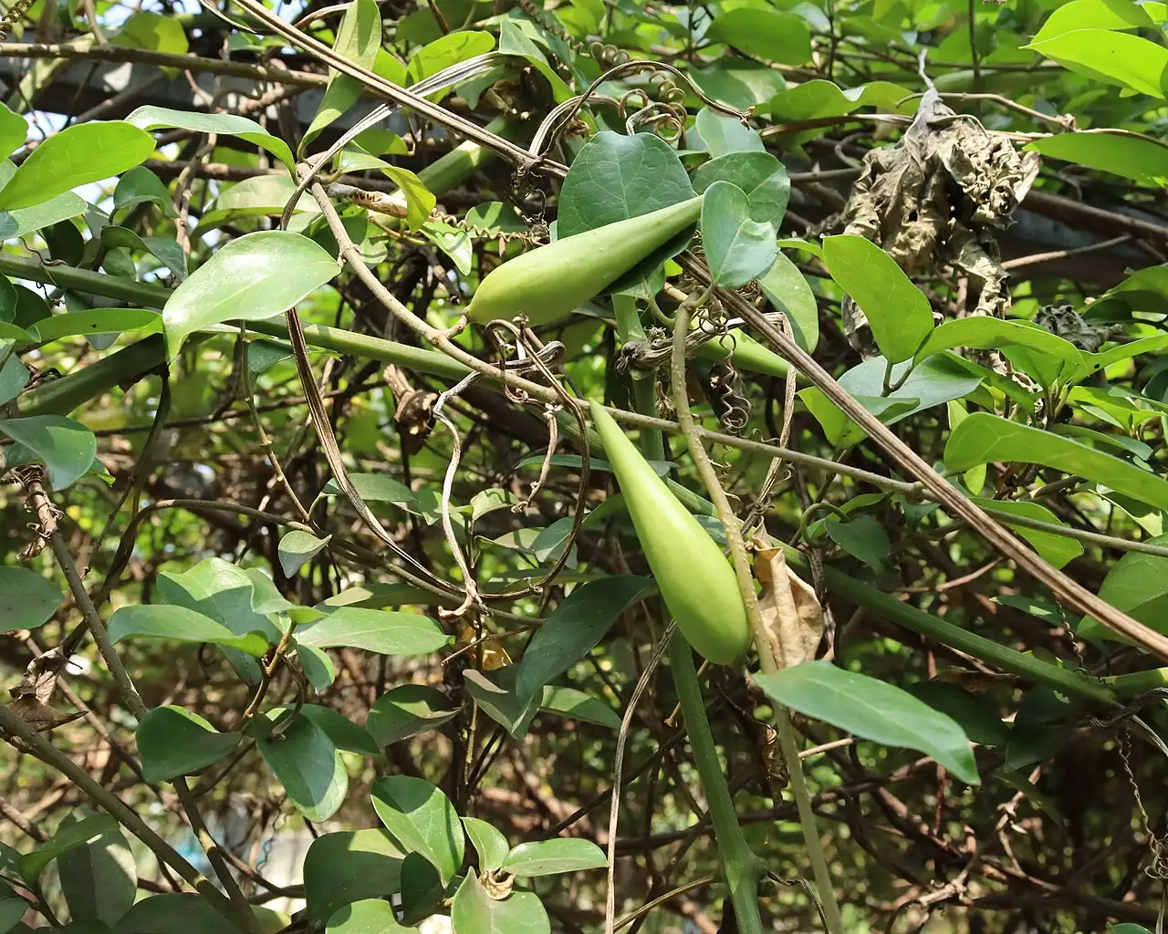 貫眾藤 (Gymnema sylvestre) — 更多视角