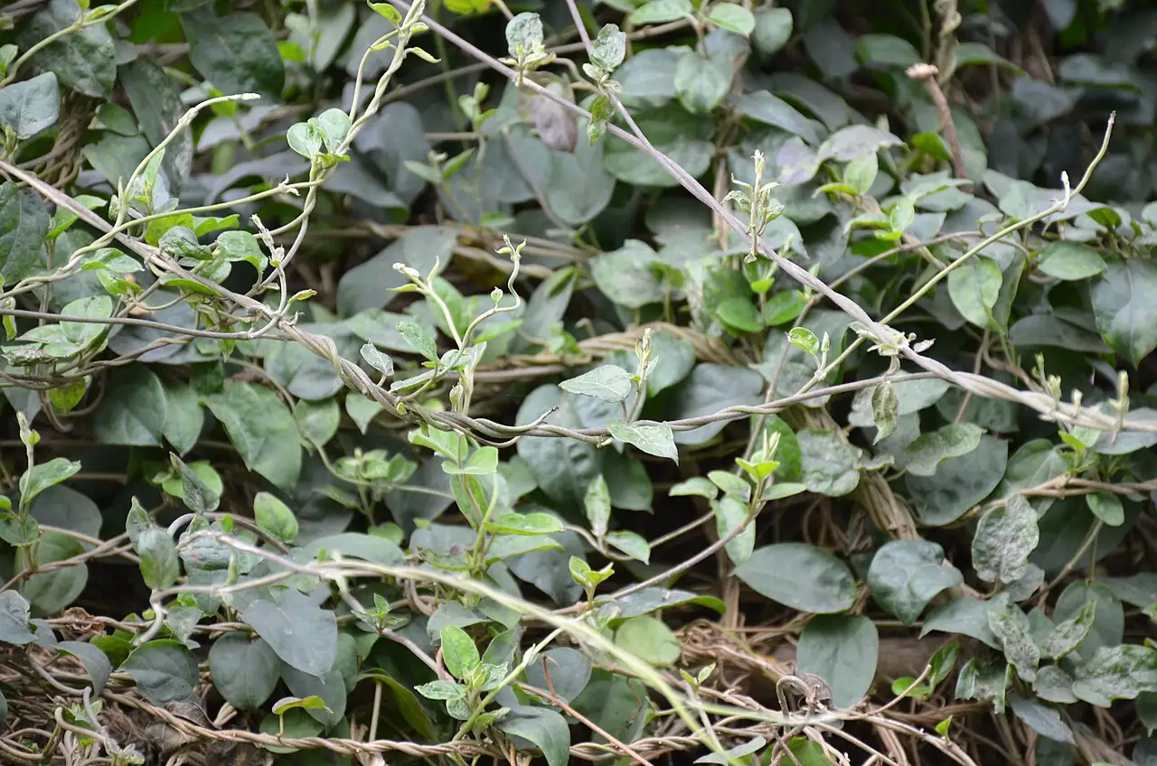 貫眾藤 (Gymnema sylvestre) — 更多视角