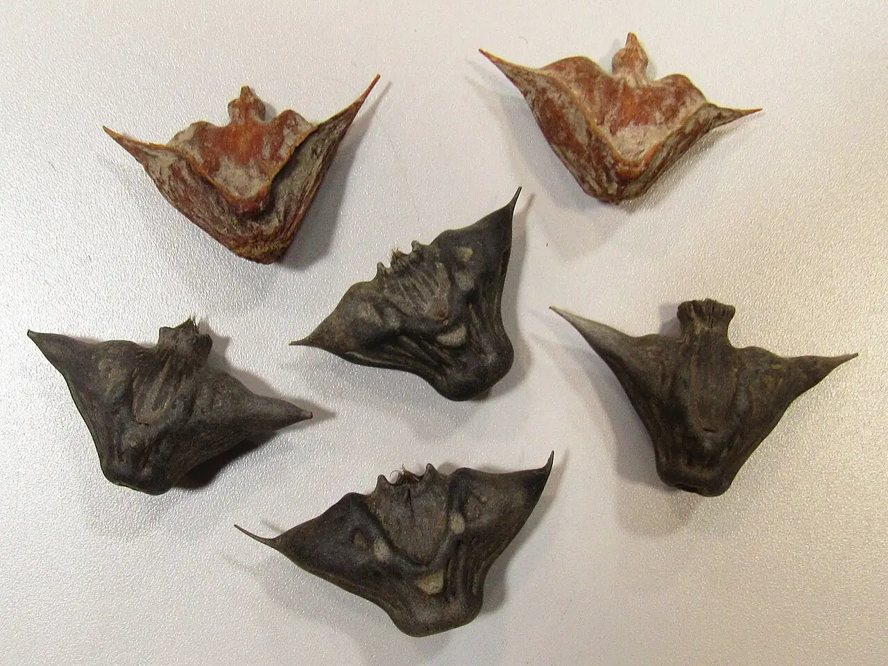 菱 (Trapa bispinosa) — 特写