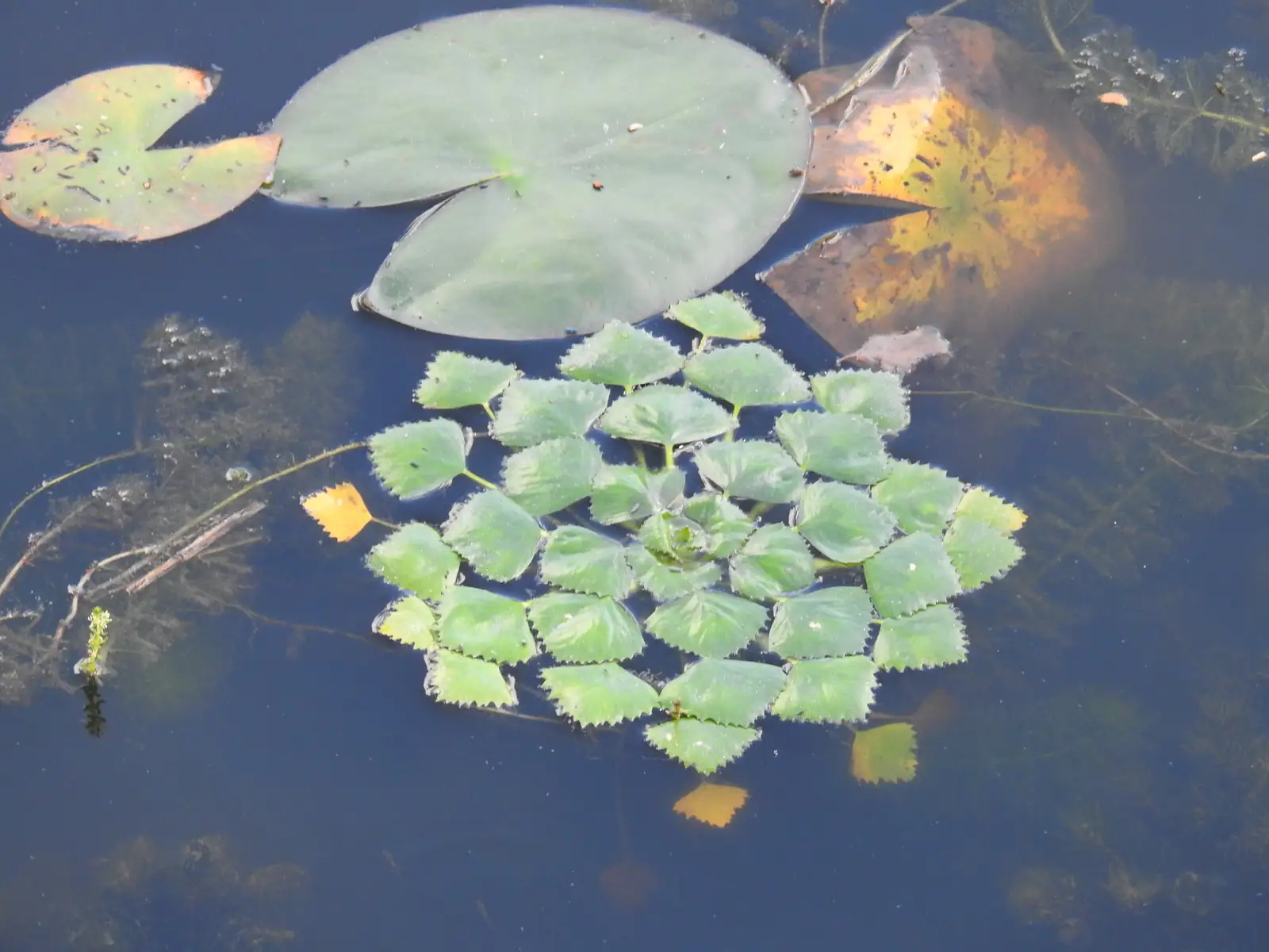 菱 (Trapa bispinosa) — 主图