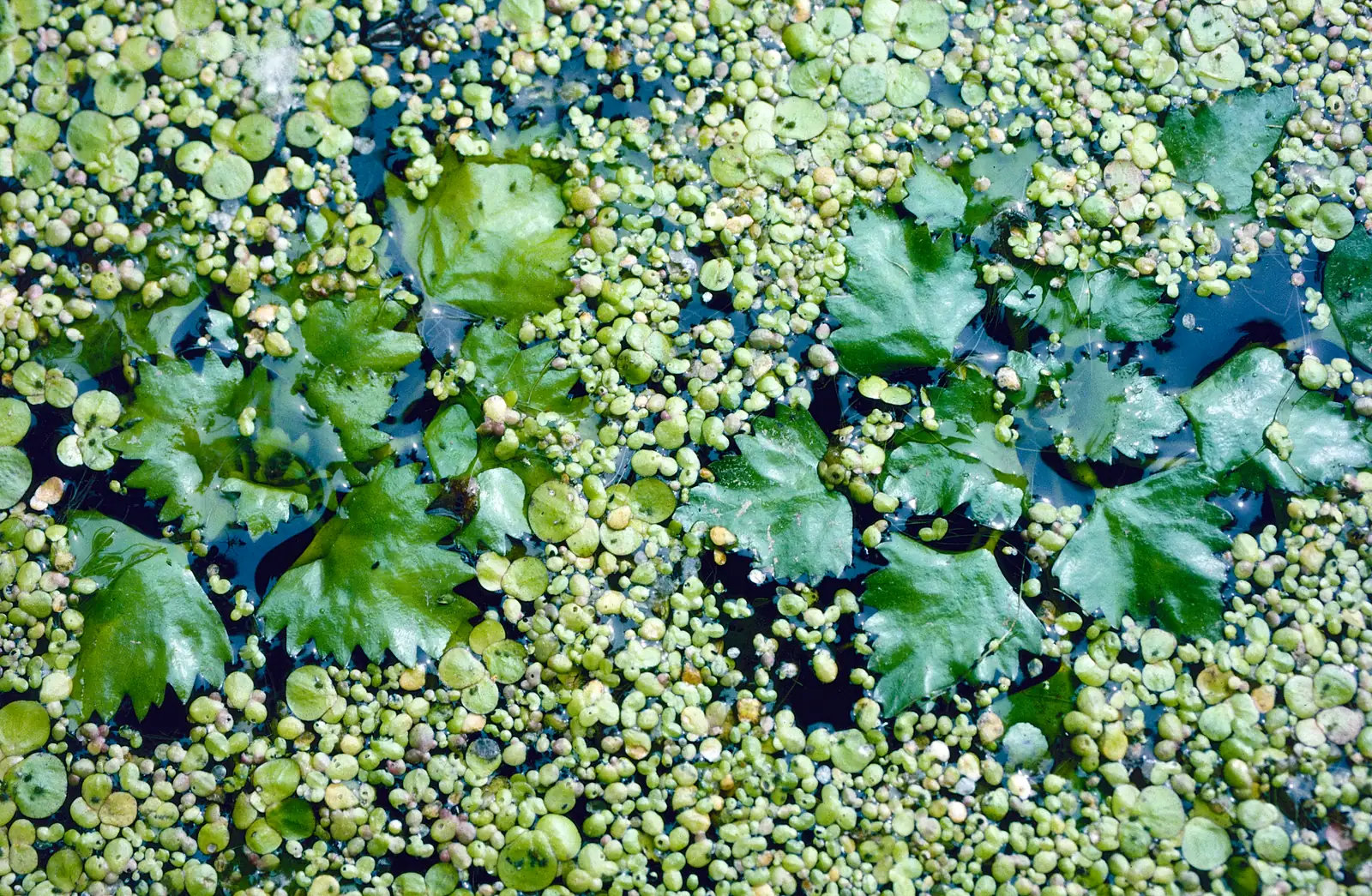 菱 (Trapa bispinosa) — 环境展示