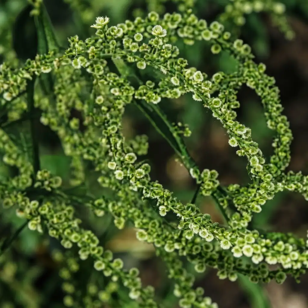 酸模 (Rumex acetosa) — 特写