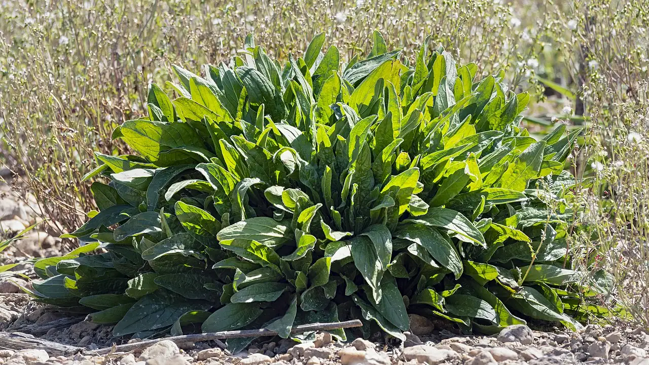 酸模 (Rumex acetosa) — 环境展示