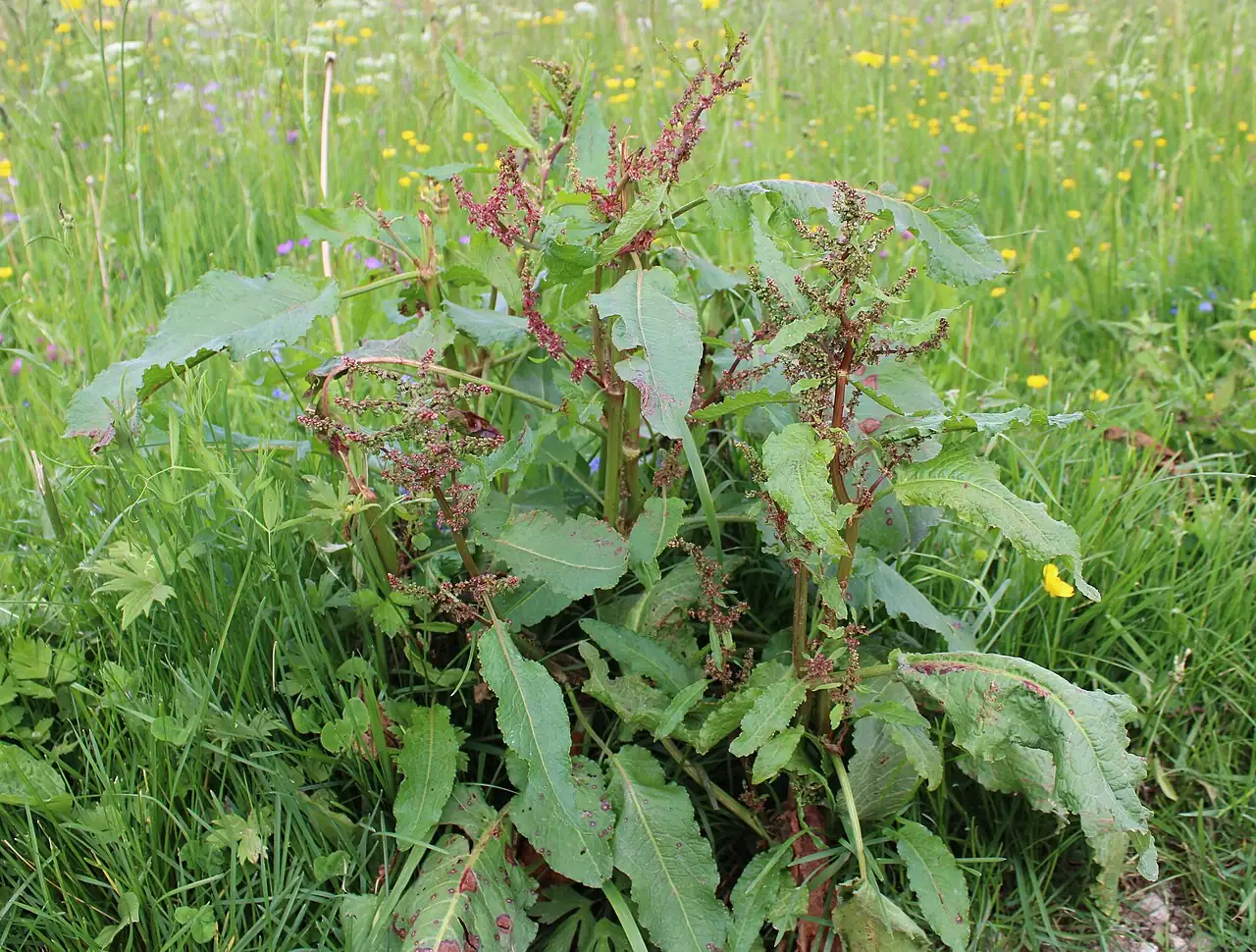酸模 (Rumex acetosa) — 更多视角