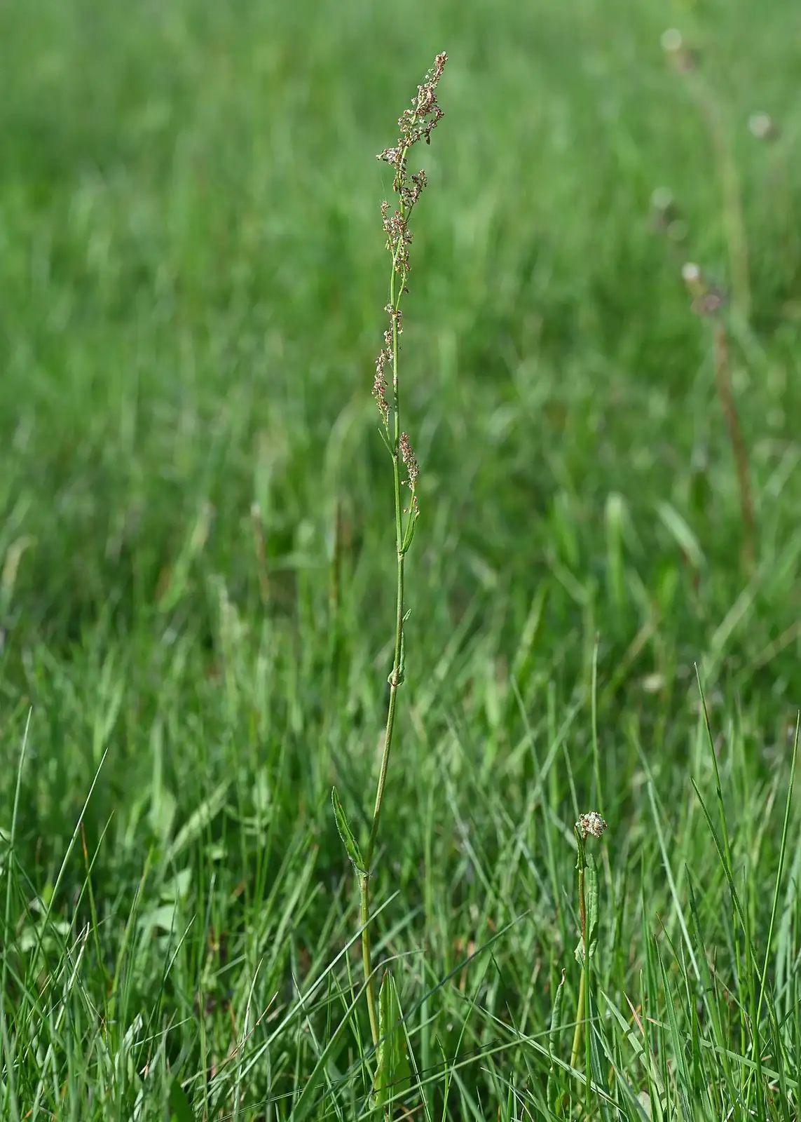酸模 (Rumex acetosa) — 更多视角