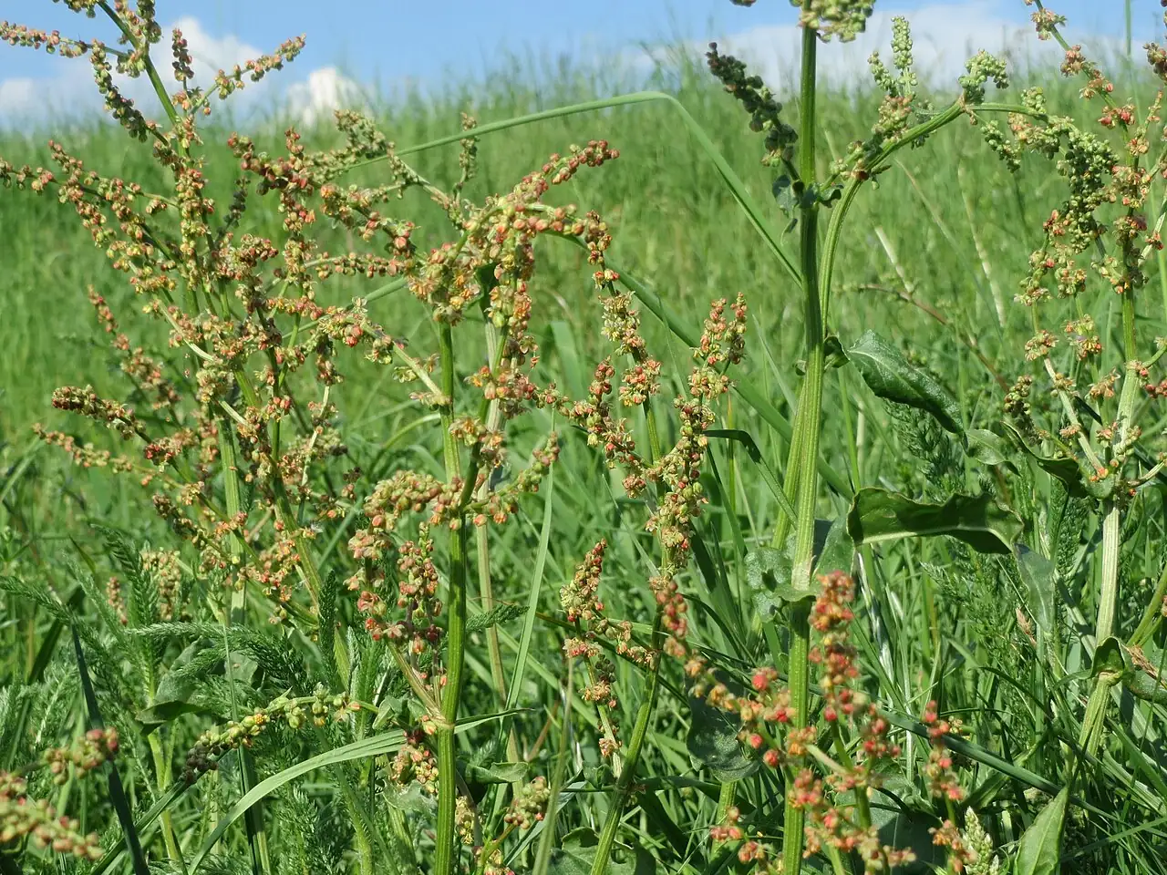 酸模 (Rumex acetosa) — 更多视角