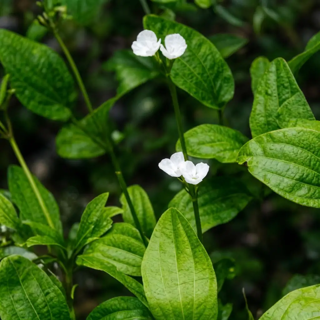 泽泻 (Alisma plantago-aquatica) — 主图
