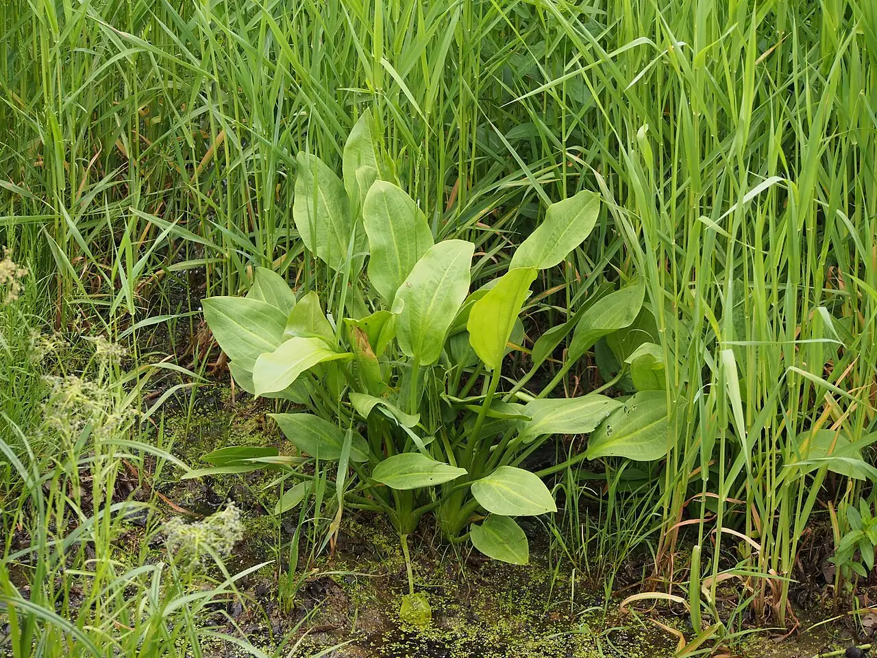 泽泻 (Alisma plantago-aquatica) — 特写