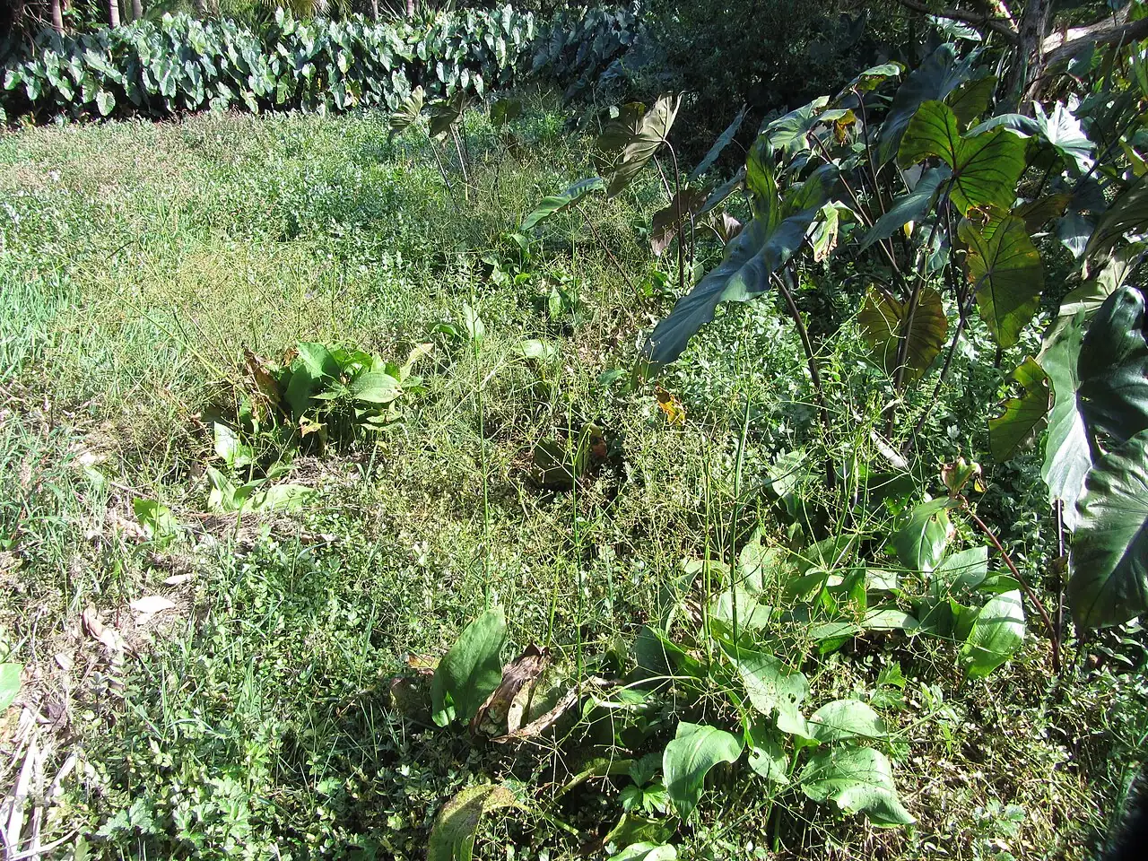 泽泻 (Alisma plantago-aquatica) — 环境展示