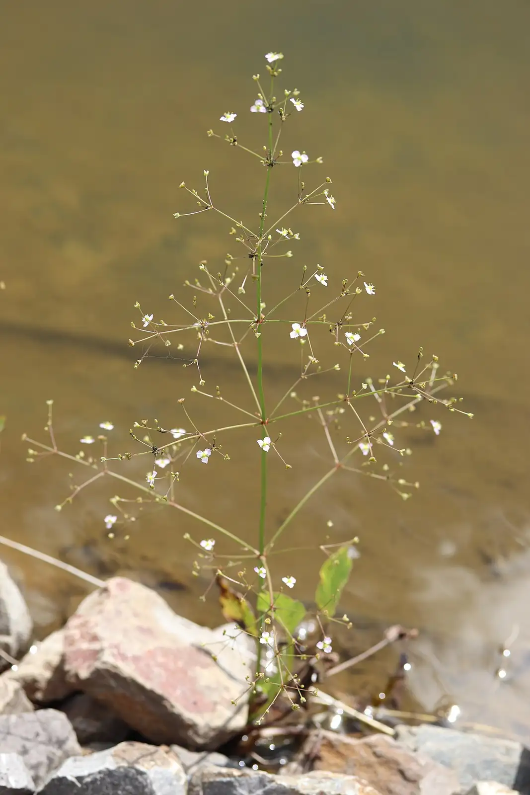 泽泻 (Alisma plantago-aquatica) — 更多视角