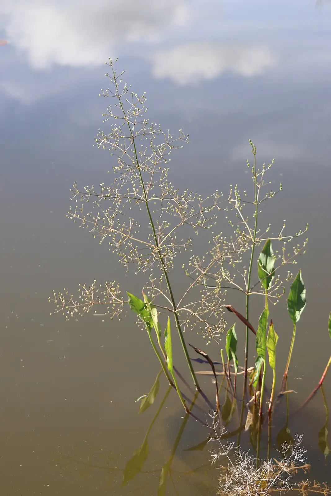 泽泻 (Alisma plantago-aquatica) — 更多视角