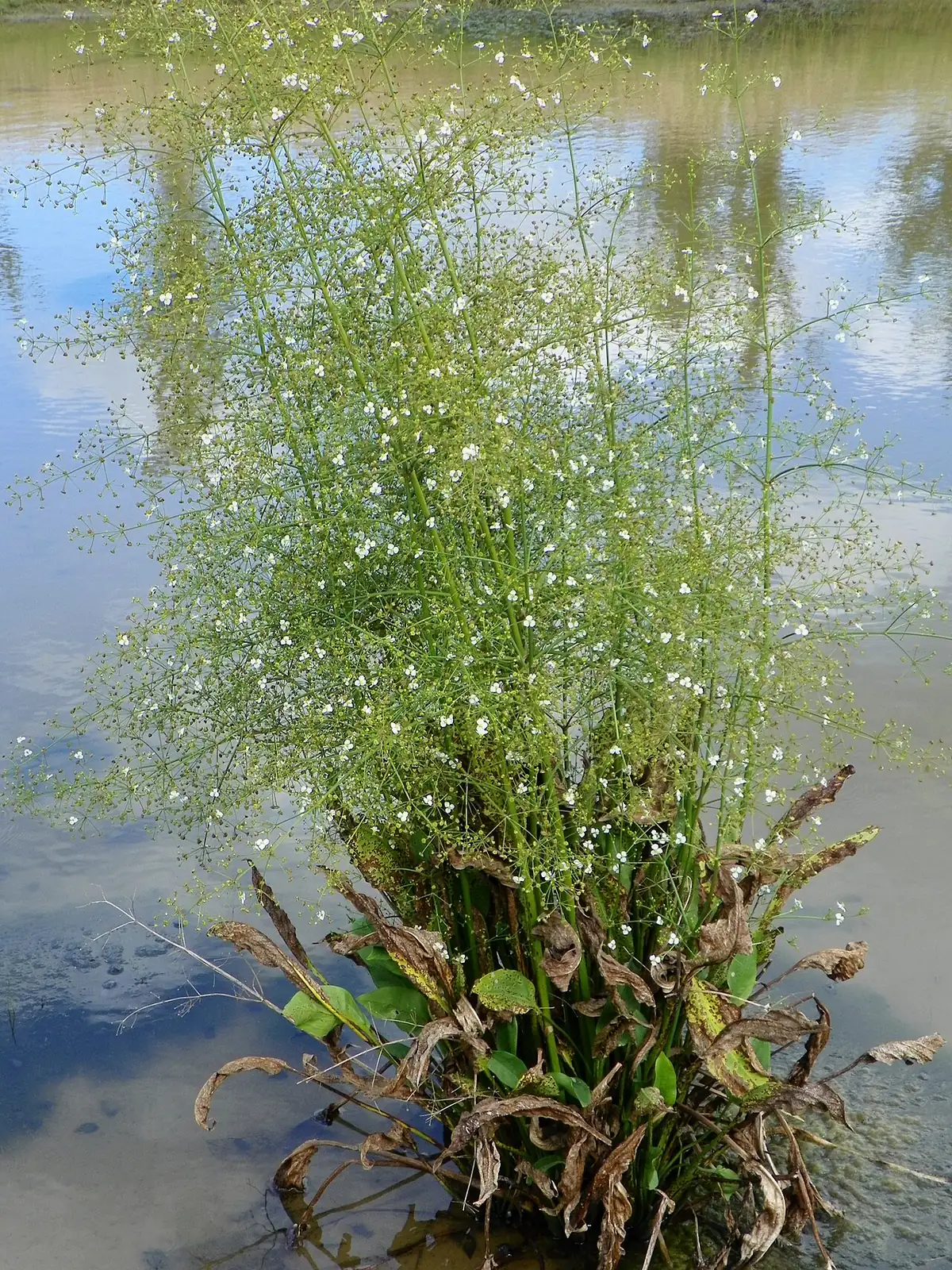 泽泻 (Alisma plantago-aquatica) — 更多视角