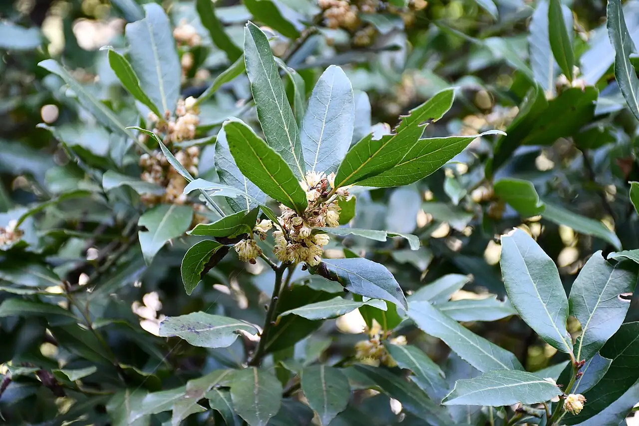 月桂 (Laurus nobilis) — 更多视角