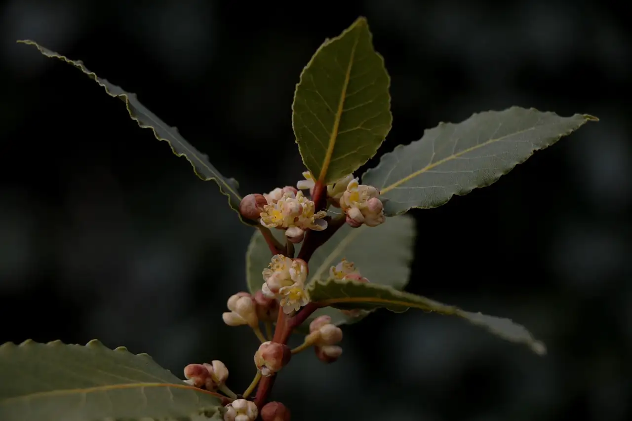 月桂 (Laurus nobilis) — 主图