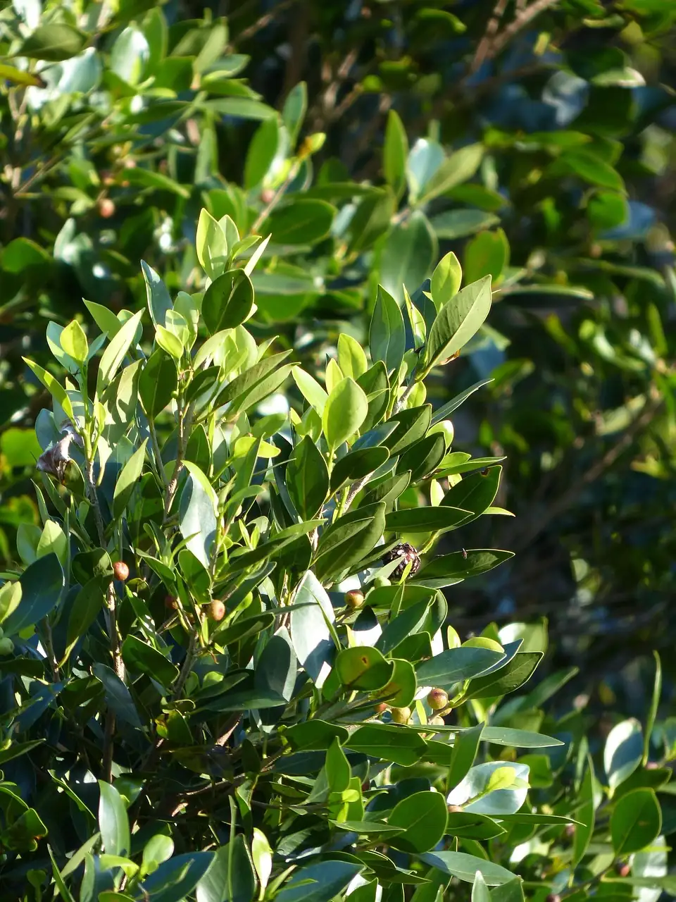 月桂 (Laurus nobilis) — 环境展示