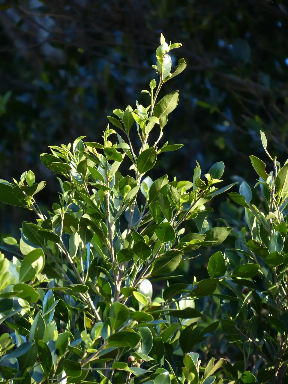 月桂 (Laurus nobilis) — 更多视角