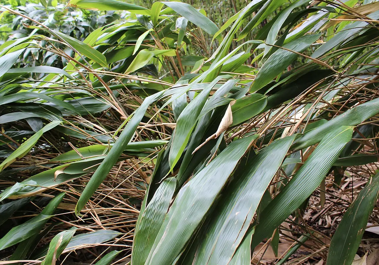 箬竹 (Indocalamus tessellatus) — 特写