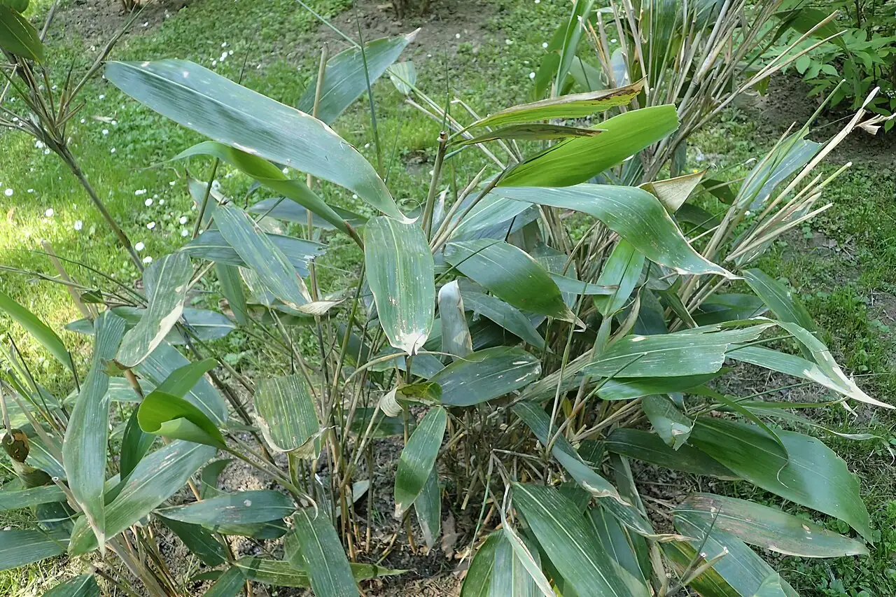 箬竹 (Indocalamus tessellatus) — 环境展示