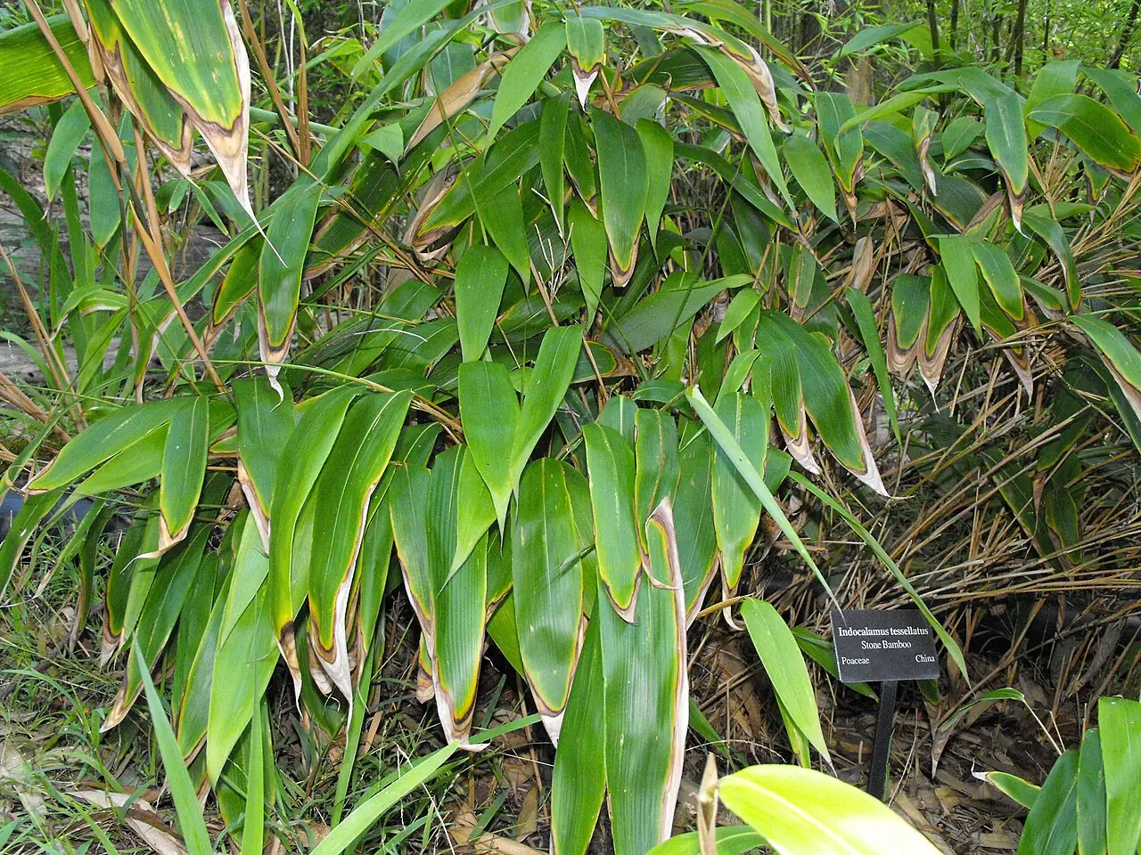 箬竹 (Indocalamus tessellatus) — 更多视角