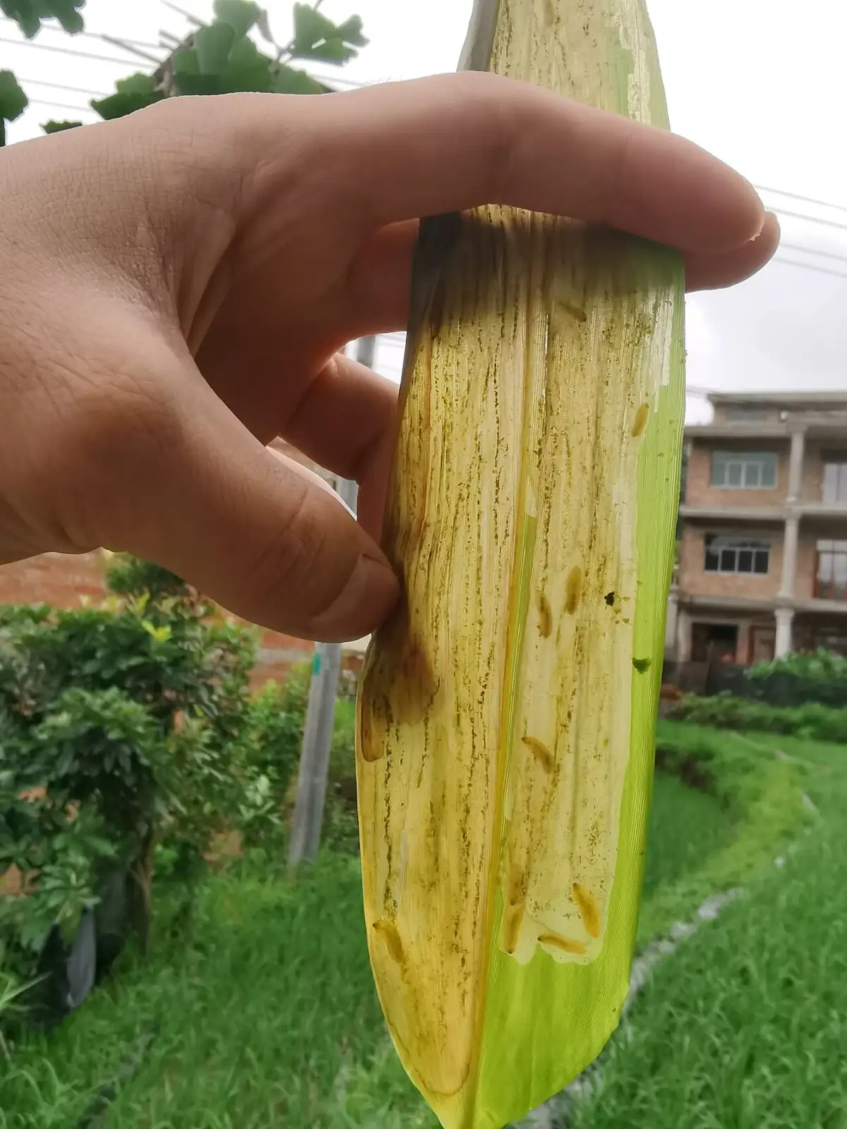 箬竹 (Indocalamus tessellatus) — 更多视角